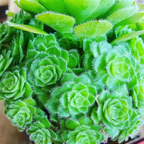 aeonium tabuliforme propagation